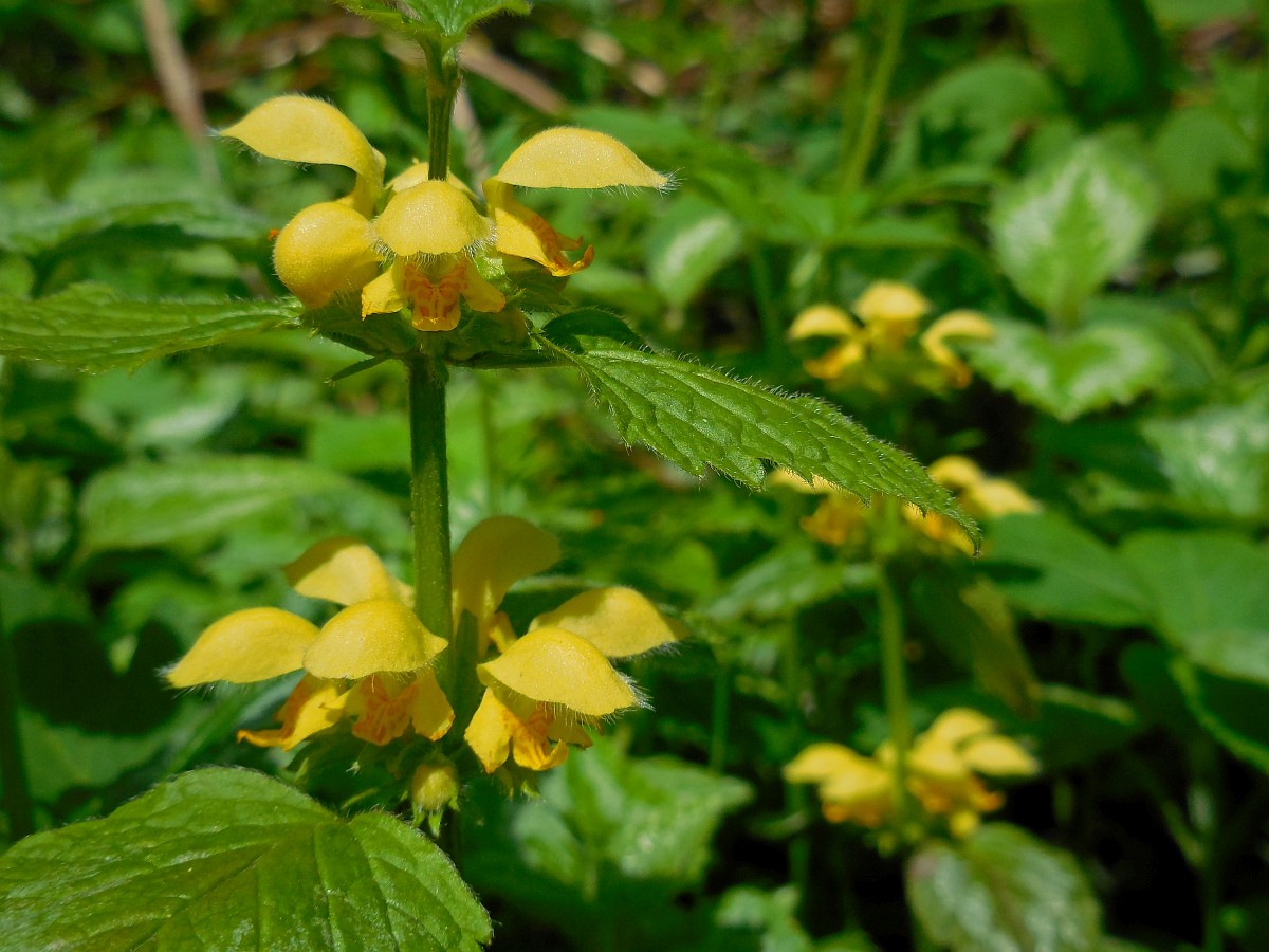 Lamium Galeobdolon Yellow Archangel lamium-galeobdolon-yellow-archangel